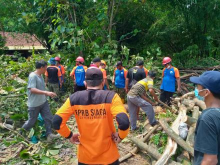 Giat Tebang Pohon di Pringgan RT 07 Padukuhan Cepit oleh FPRB SIAGA Pendowoharjo