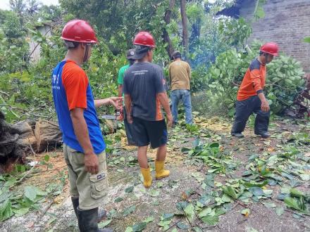 Relawan FPRB SIAGA Bantu  Pengkondisian Pohon Tumbang Akibat Cuaca 