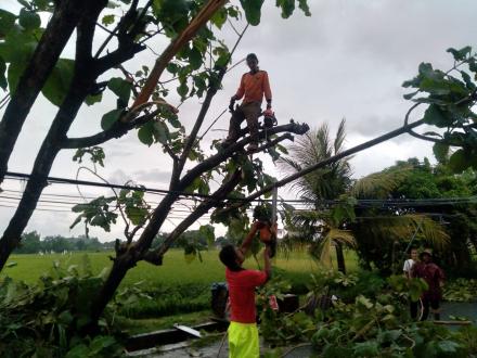 FPRB SIAGA Siaga Cuaca Ekstrem, Kondisikan Pohon Jati di Pucung RT 52